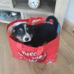 Ned, Border Collie