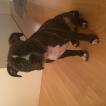 homer, Staffordshire Bullterrier