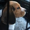 Pluto, Beagle