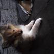 Poupsie, Pastor De Shetland