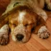 Harvard, Brittany Spaniel 