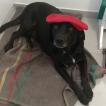 Lya, Labrador Retriever