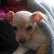 Perle, Chihuahua