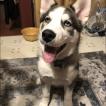 Loki