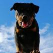Ramos, Rottweiler