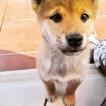 Kami, Shiba Inu Japonés