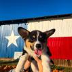 Milo, Corgi Galés De Pembroke
