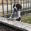 Koda, Braco Alemán De Pelo Corto