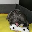 Kayzer, Staffordshire Bullterrier