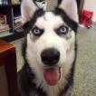 Jasper, Husky Siberiano