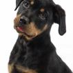 Sable, Rottweiler