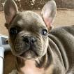 Rambo, Bulldog Francés