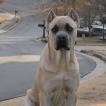 Simba, Cane Corso