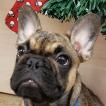 Stitch, Bouledogue Français
