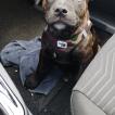 Ghost, Staffordshire Bull Terrier