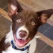 Lyric, Border Collie
