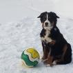 Nala, Boyero De Berna