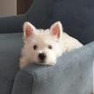 Rufus, West highland white terrier
