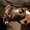 Onyx, American Staff