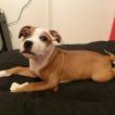 Pongo, Staffordshire Bull Terrier