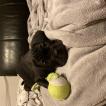 Pablo, Cane Corso