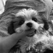 Shirou, Shih Tzu