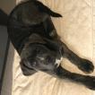 Peeta, Cane Corso