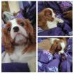 Richard, Cavalier King Charles Spaniel