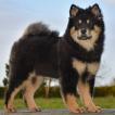 Pandaea du Monde de Gaomi, Eurasier