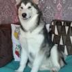 Nova, Malamute De Alaska