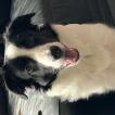 Lisa, Border Collie