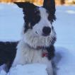 Slick, Border Collie