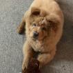 Simba, Chow Chow