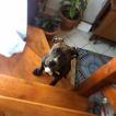 Ottis, American Staff