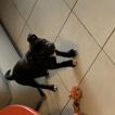 Pumba