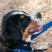 Pongo, Boyero De Berna