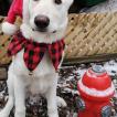 Sir Nitro Kodiak, Berger Blanc Suisse