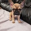 Perle, Bulldog Francés