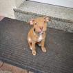 Tia, Staffordshire Bull Terrier
