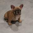 Princesse Chanel