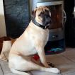 Pacco, Bullmastiff
