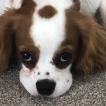 Spencer, Cavalier King Charles