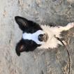 Guapo, Border Collie