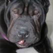 Olive, Shar Pei