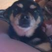 sheila, Chihuahua