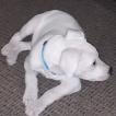 Louie, Dogo Argentino