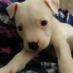 Poppy, Staffordshire Bull Terrier
