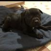 Pynox, Staffordshire Bull Terrier