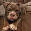 Indie, Bulldog