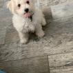 Sparrow, Bichon